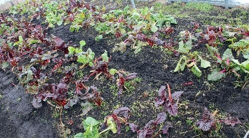Lettuce Greens